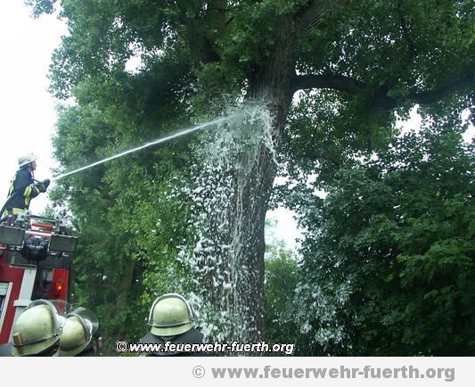 Brennender Baumstamm